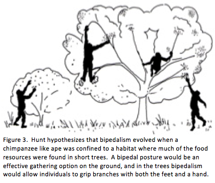 Hunt bipedalism hypothesis figure