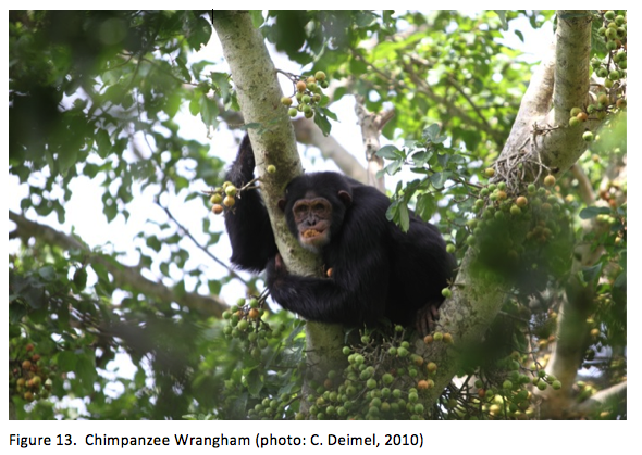 Chimpanzee in Fig tree