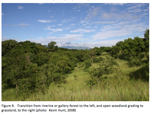 Illustration of transition between forest and grassland