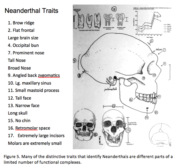 Neanderthal features