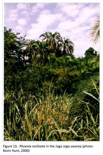 Phoenix reclinata palm in the Jogo Jogo swamp