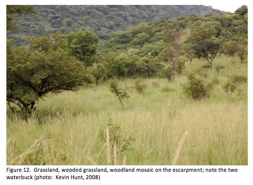 Waterbuck in woodland